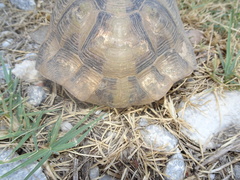 Testudo hermanni