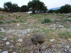 Testudo hermanni