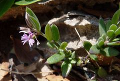 Polygala rupestris
