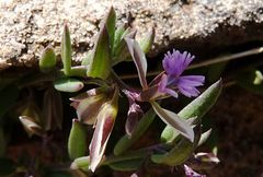 Polygala rupestris