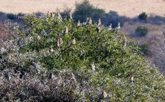 Urocolius indicus transvaalensis