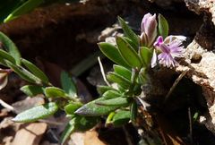 Polygala rupestris
