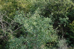 Celtis planchoniana