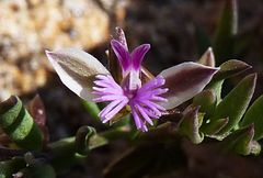 Polygala rupestris