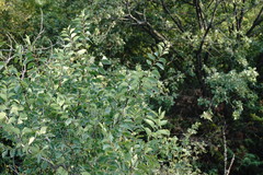 Celtis planchoniana