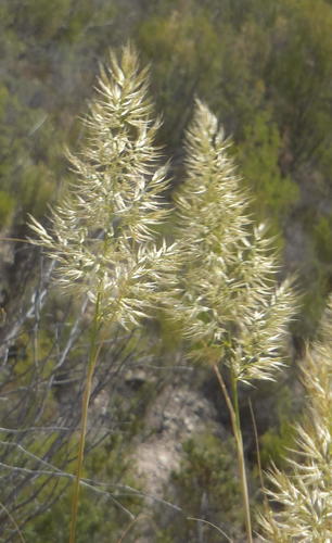 Capeochloa arundinacea