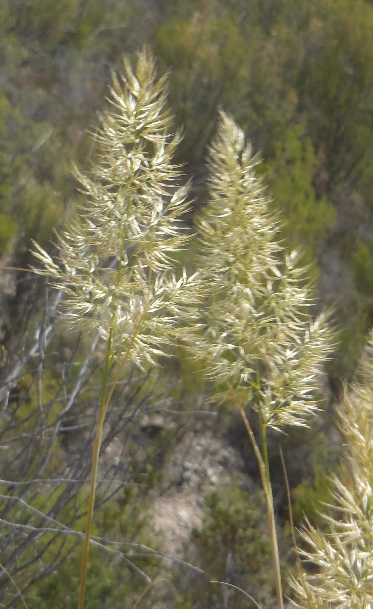 Capeochloa arundinacea