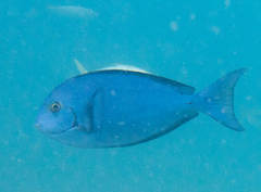 Whitefin Surgeonfish photo 2