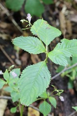 Impatiens furcillata