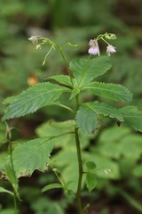 Impatiens furcillata