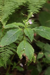 Impatiens furcillata