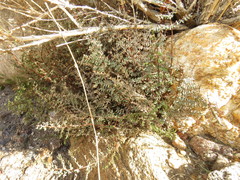 Pellaea mucronata mucronata