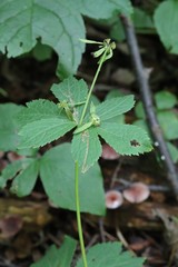Sanicula rubriflora