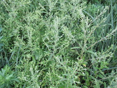 Axyris amaranthoides