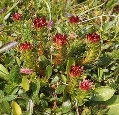 Rhodiola algida