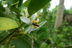 Dactylurina staudingeri