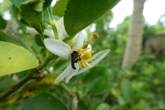 Dactylurina staudingeri