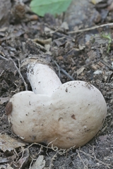 Lactarius imperceptus