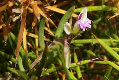 Polygala rupestris