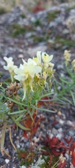 Linaria buriatica