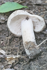 Lactarius imperceptus