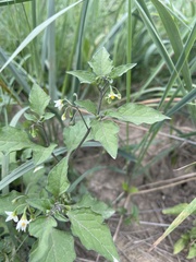 Solanum nigrum