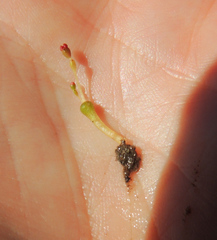 Crassula aphylla