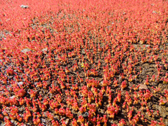 Crassula aphylla