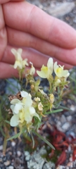 Linaria buriatica