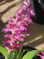 Lachenalia splendida