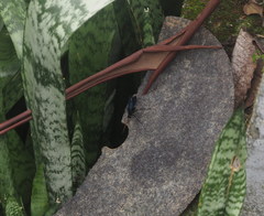 Tachypompilus analis