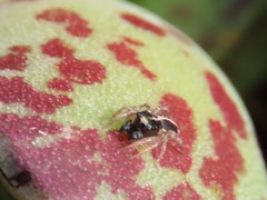 Heliophanus pistaciae