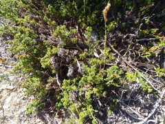 Thamnochortus fruticosus