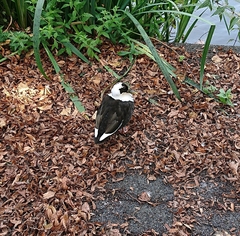 Anas platyrhynchos domesticus