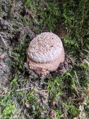 Fungi