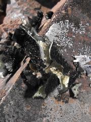 Xanthoparmelia hottentotta