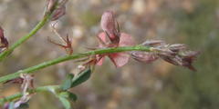 Indigofera sp7