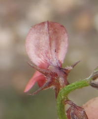 Indigofera sp7