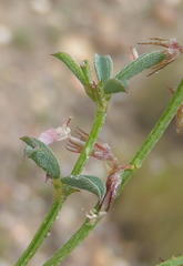Indigofera sp7