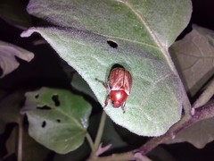Anomalini