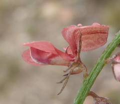 Indigofera sp7