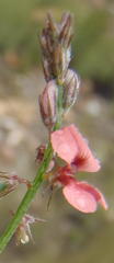 Indigofera sp7