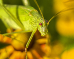 Phaneroptera falcata