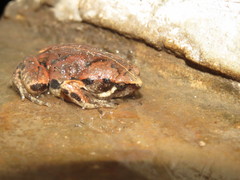 Hypopachus variolosus