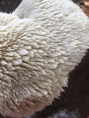 Hericium erinaceus