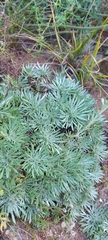 Artemisia cuspidata