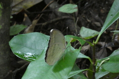 Euphaedra harpalyce harpalyce