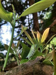Graphium sarpedon connectens