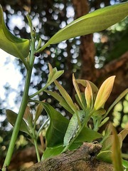 Graphium sarpedon connectens