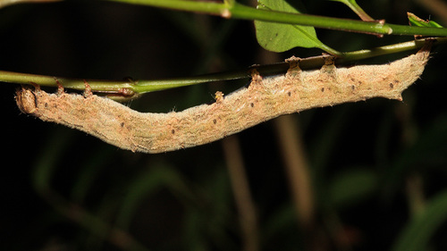 Echo Moth photo 3
